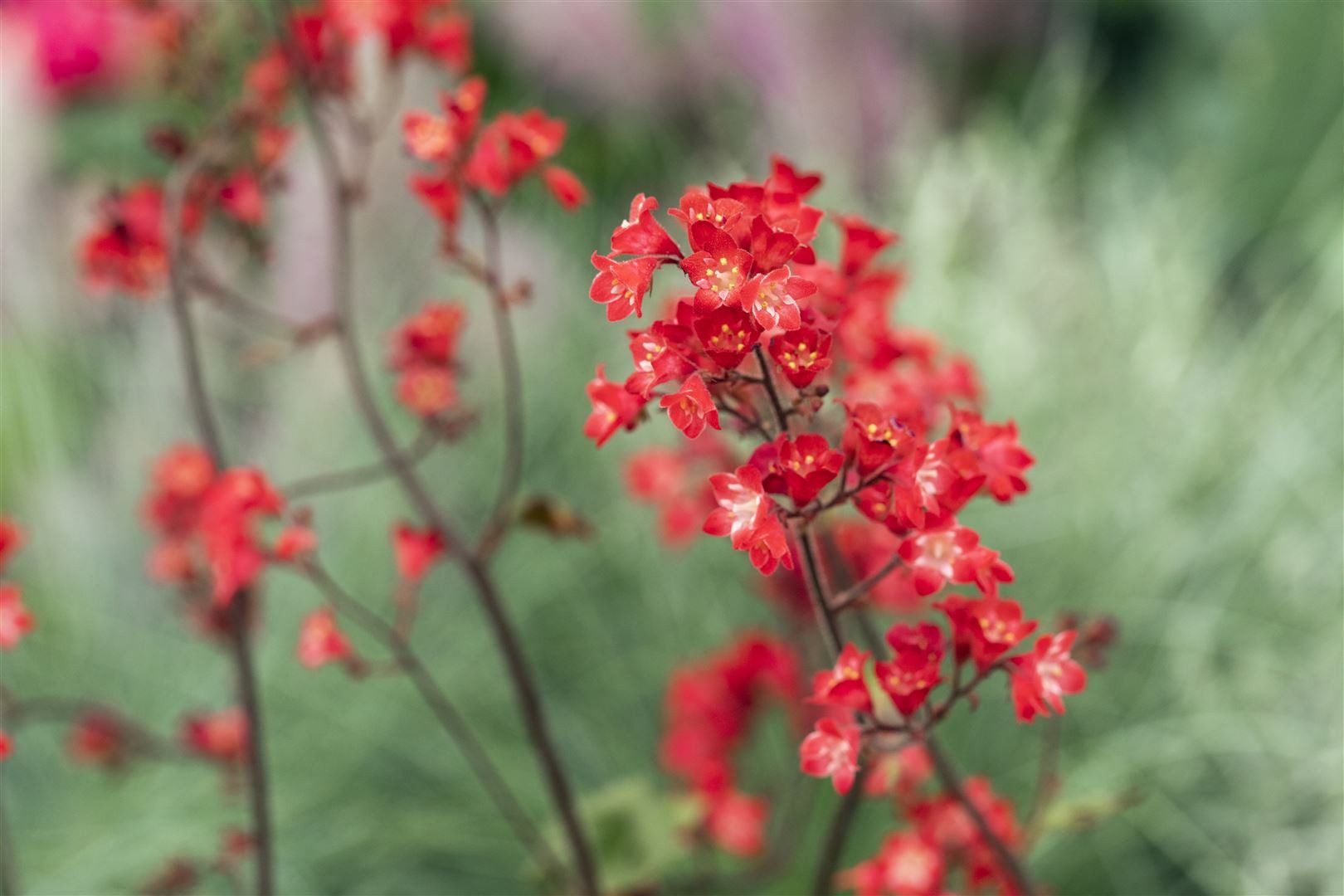 Pflanzen für Dich Staude Heuchera sang. Ruby Bells, 1 St., Purpurglöckchen, Rotes Purpurglöckchen