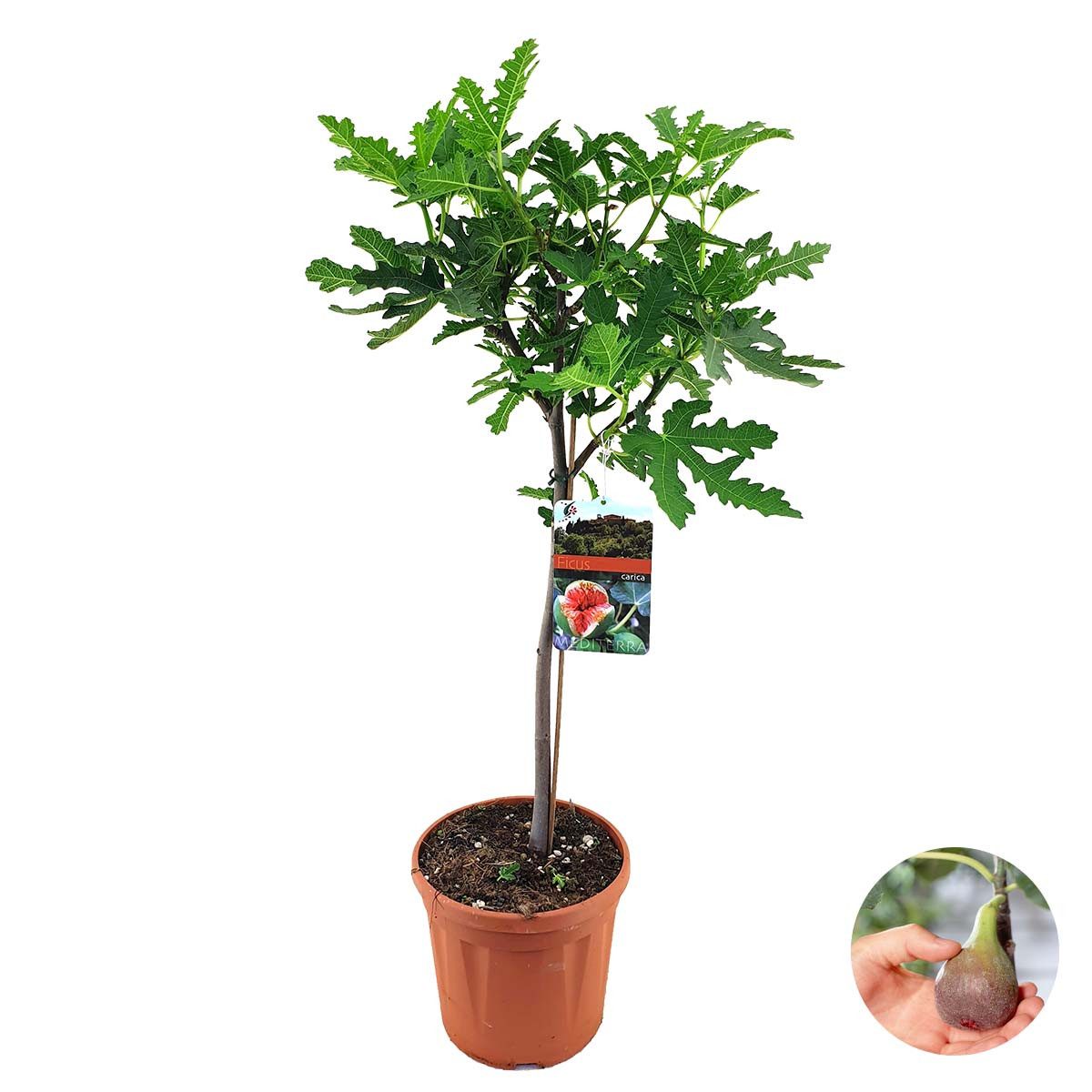 Bloomique Staude Bloomique - Ficus Carica Brown Turkey - Feigenbaum - Obstbäume - Garte, 1 St.