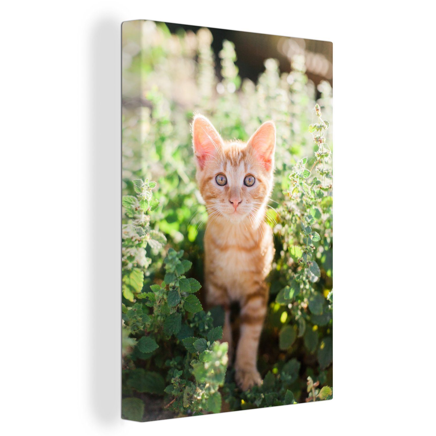 OneMillionCanvasses® Leinwandbild Ein Porträt eines Kätzchens im Gebüsch, (1 St), Leinwandbild fertig bespannt inkl. Zackenaufhänger, Gemälde, 20x30 cm