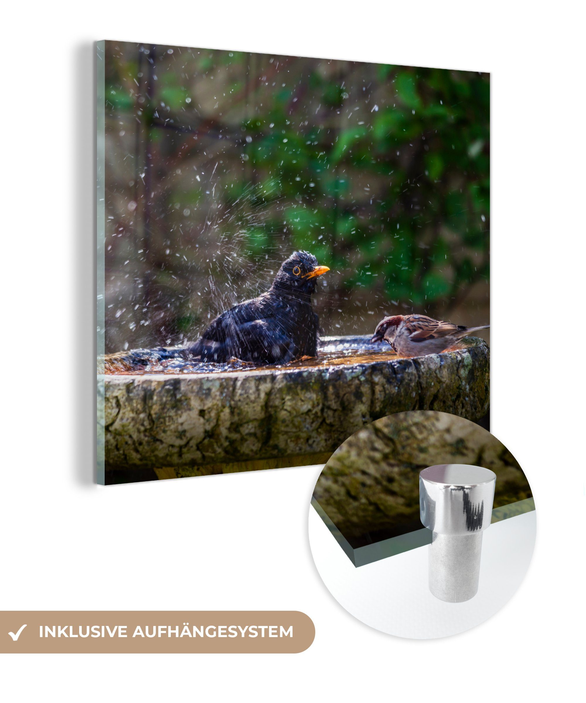 MuchoWow Acrylglasbild Spatz - Vogeltränke - Wasser, (1 St), Glasbilder - Bilder auf Glas Wandbild - Foto auf Glas - Wanddekoration