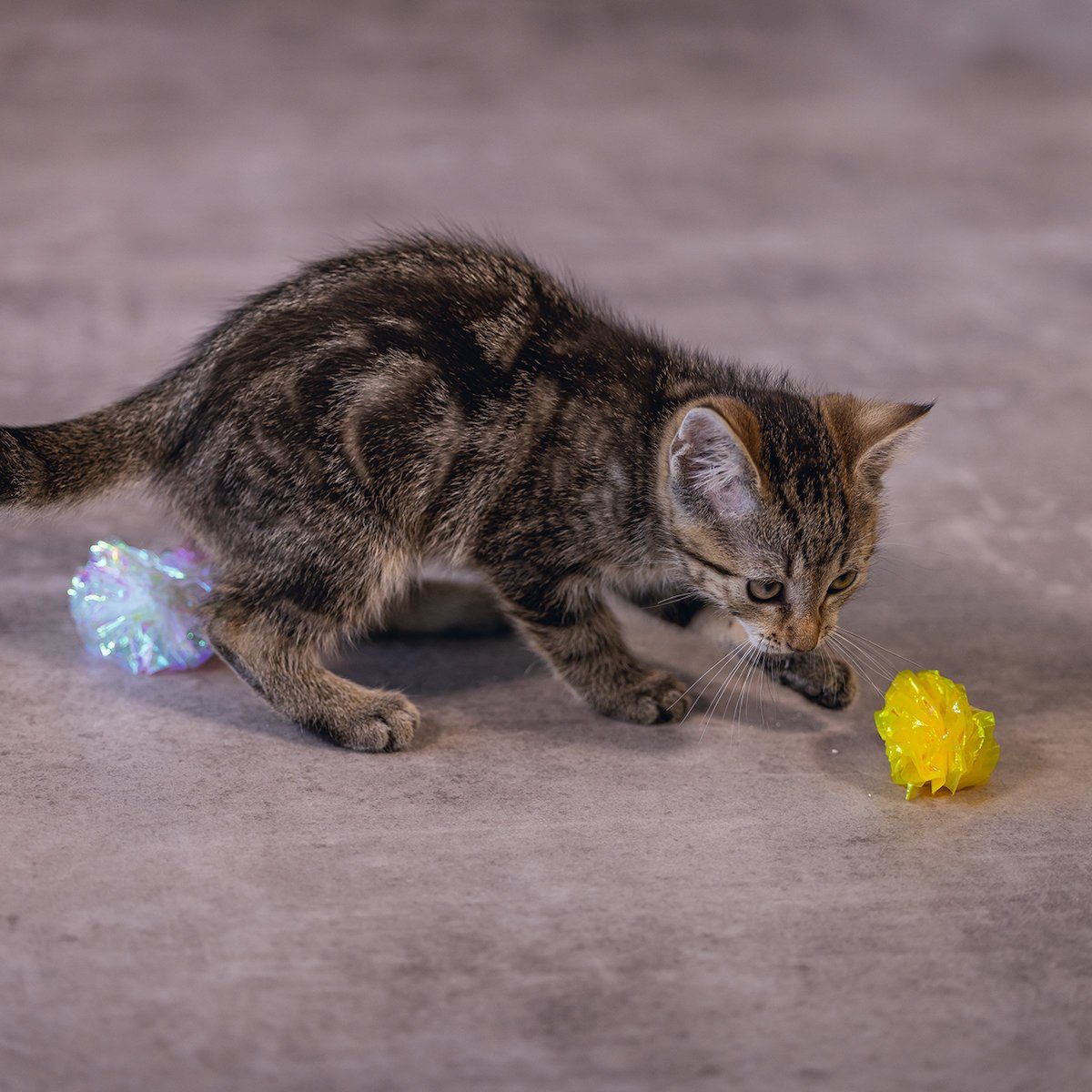 Katzenspielzeug gelb/transparent Knisterbälle Evy Kitten Beeztees Tierball
