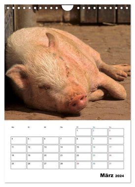 CALVENDO Wandkalender Schweine 2024 (Wandkalender 2024 DIN A4 hoch), CALVENDO Monatskalender