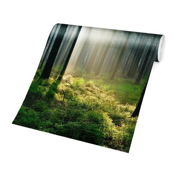 Bilderdepot24 Fototapete Wald Wald Bäume Sonnenaufgang Natur Landschaft Waldtapete Bäume, Glatt, Matt, (Vliestapete inkl. Kleister oder selbstklebend), Wohnzimmer Schlafzimmer Küche Flur Motivtapete Vliestapete Wandtapete