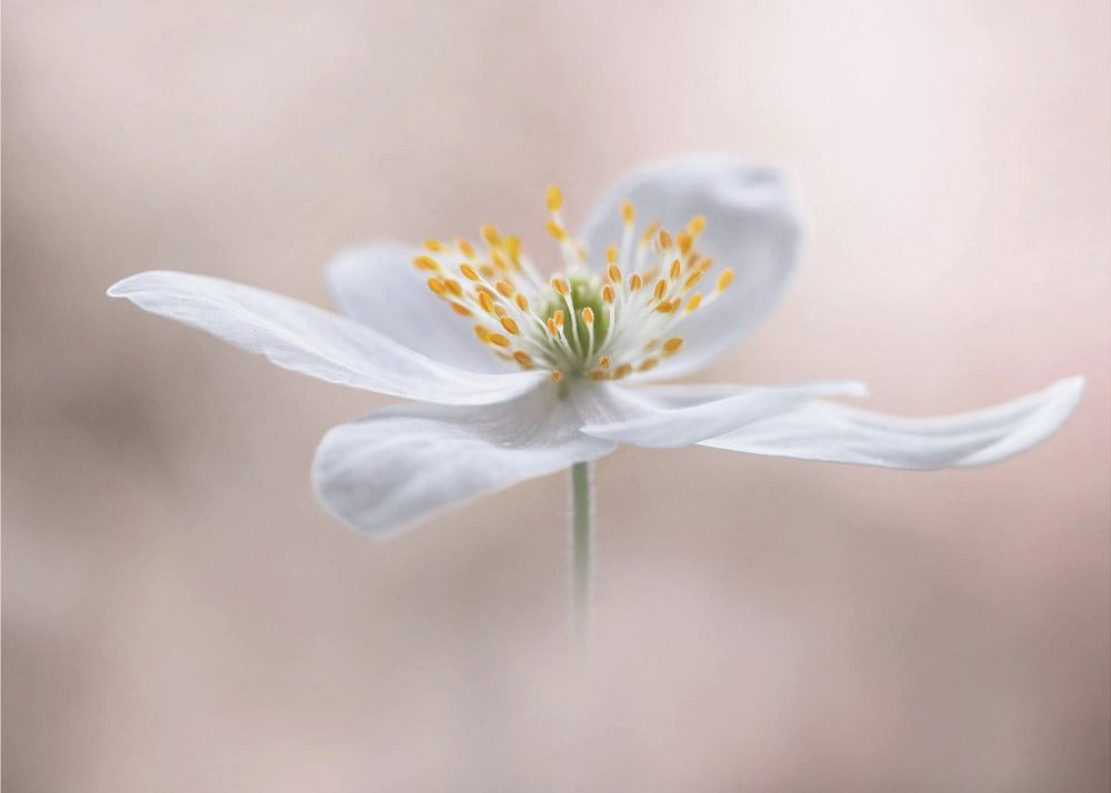 Papermoon Poster "Anemone Nemorosa" von Mandy Disher, 250 g/m² Galeriedruck, Mit oder ohne Rahmen, brillante UV-beständige Farben, Made in Germany