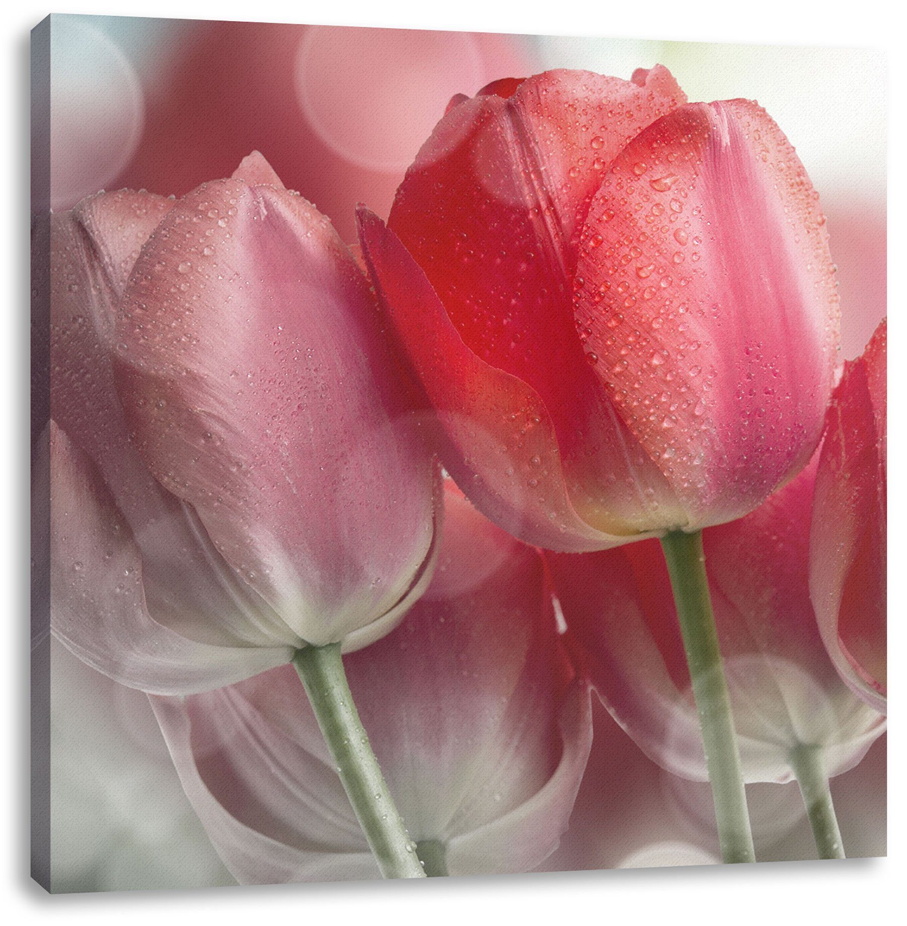 Pixxprint Leinwandbild Wunderschöne Tulpen, Wunderschöne Tulpen (1 St), Leinwandbild fertig bespannt, inkl. Zackenaufhänger