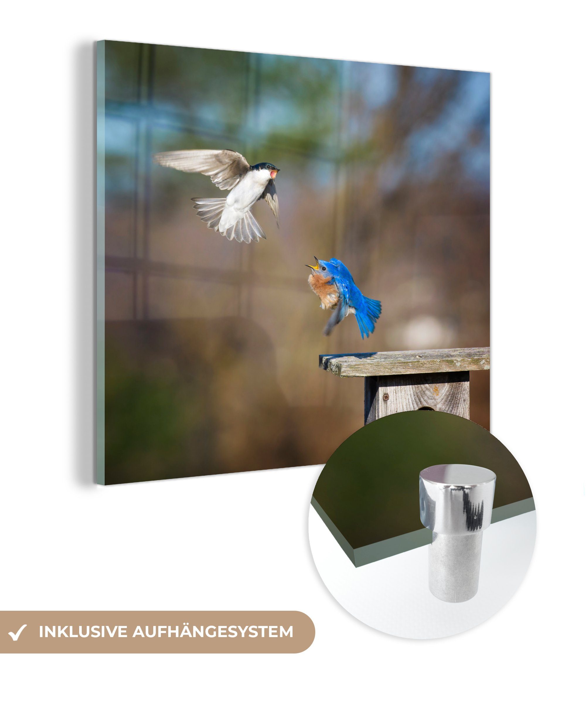 MuchoWow Acrylglasbild Nahaufnahme von zwei kämpfenden Vögeln in der Nähe eines Nistkastens, (1 St), Glasbilder - Bilder auf Glas Wandbild - Foto auf Glas - Wanddekoration