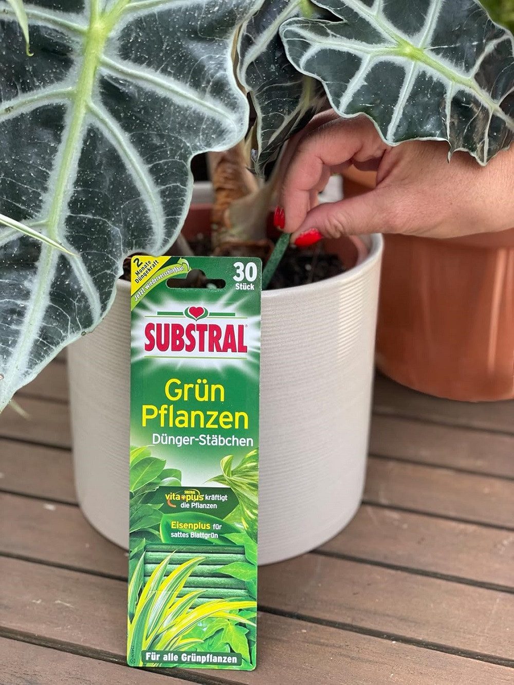 Substral Pflanzenstärkungsmittel Substral Dünger-Stäbchen für Grünpflanzen mit Eisen-Plus 30 Stück