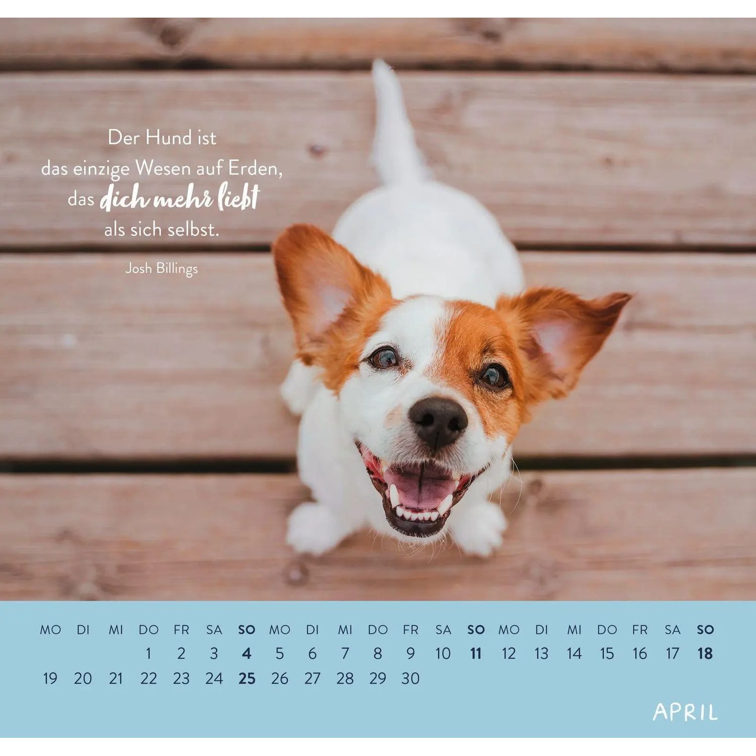 groh Verlag Wandkalender Wandkalender 2027: Für Hundefreunde