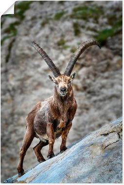 Artland Poster Steinbock mit großen Hörnern, Ziegen (1 St), als Alubild, Leinwandbild, Wandaufkleber oder Poster in versch. Größen