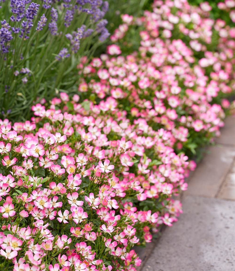 BALDUR Garten Rose Alpin-Rose 'Cutie Pie®', 1 St., Bodendecker, winterhart, duftend, bienenfreundlich