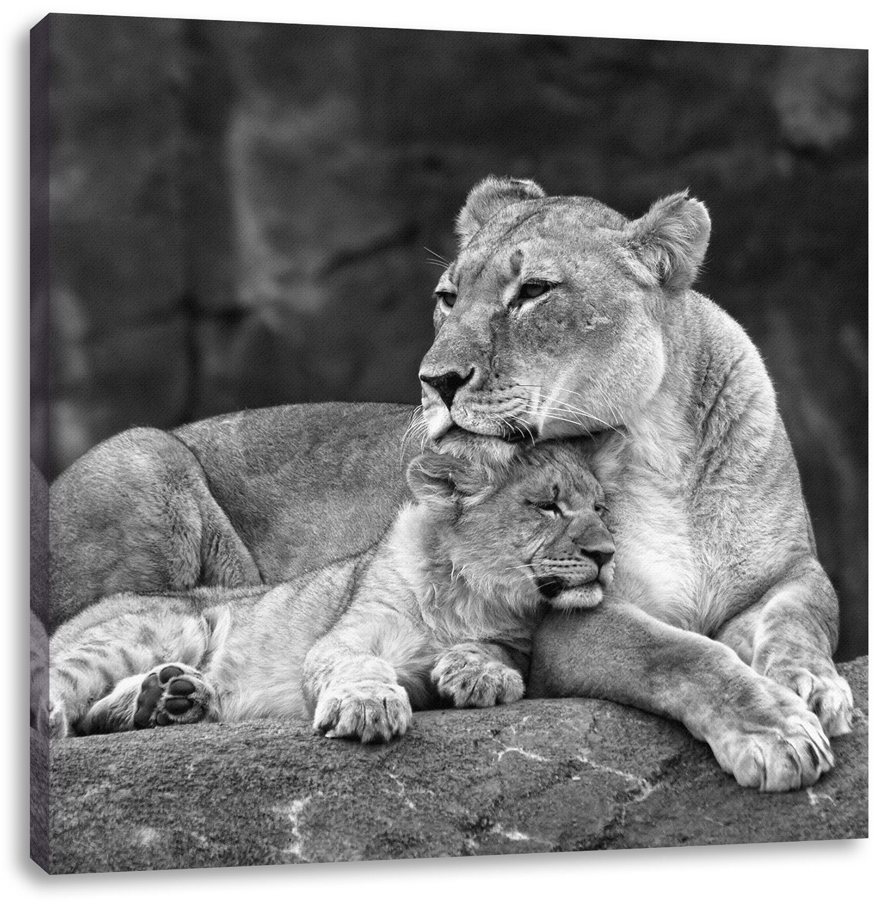 inkl. Löwe Zackenaufhänger Leinwandbild Leinwandbild Pixxprint Löwenjungen, bespannt, Löwe St), (1 Löwenjungen fertig