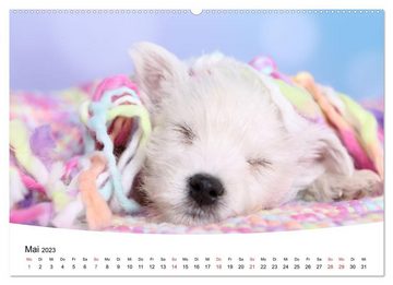CALVENDO Wandkalender Süße Träume 2023 - schlafende Hundewelpen (Premium, hochwertiger DIN A2 Wandkalender 2023, Kunstdruck in Hochglanz)