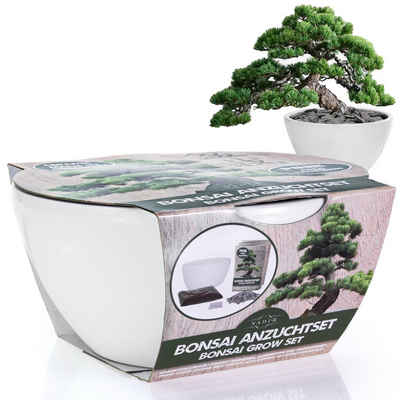 Kunstbonsai Bonsai Starter Kit Anzuchtset Pinie (Stone Pine) - Pflanzenset aus Samen, Schale, Erde, Steine & Anleitung - nachhaltiges Geschenk für Sie & Ihn Bonsai, NADIR