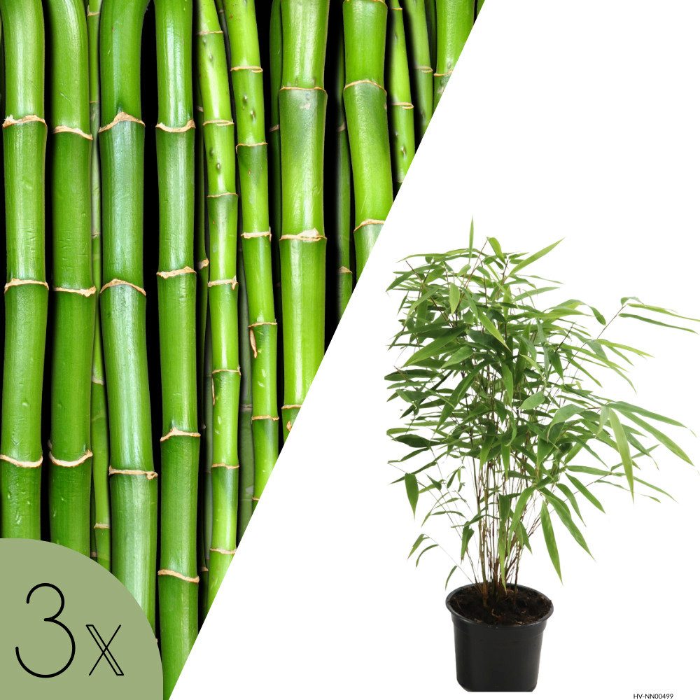 NatureNest Bambus Bambus, Set 3 Pflanzen, Bambusoideae, immergrüne Ziergräser für den