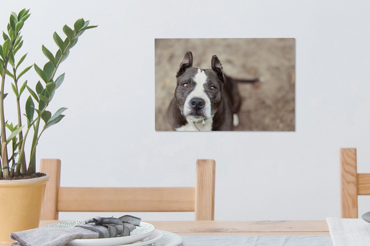 Wanddeko, OneMillionCanvasses® Terrier Ein 30x20 Leinwandbilder, Wandbild Aufhängefertig, schaut die American in Staffordshire St), Leinwandbild Kamera, (1 cm