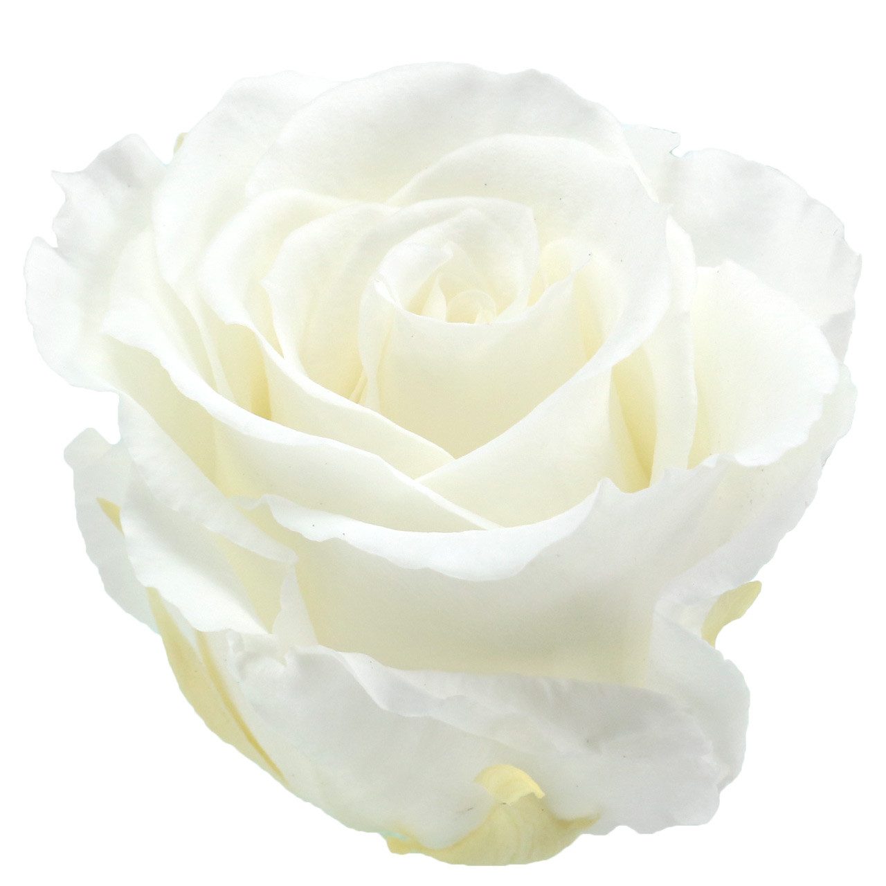 Kunstblume Infinity Rosen Groß ø5,5-6cm Weiß 6St - Ewige Rose, Geschenkidee