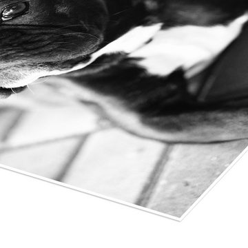 Posterlounge Poster Falko Follert, Französische Bulldogge, Fotografie