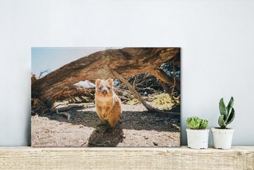 OneMillionCanvasses® Leinwandbild Quokka auf Rottnest Island, Perth, Australien, (1 St), Wandbild Leinwandbilder, Aufhängefertig, Wanddeko, 30x20 cm