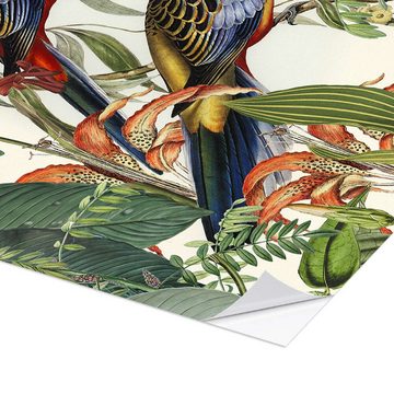 Posterlounge Wandfolie Andrea Haase, Tropische Vögel I, Illustration