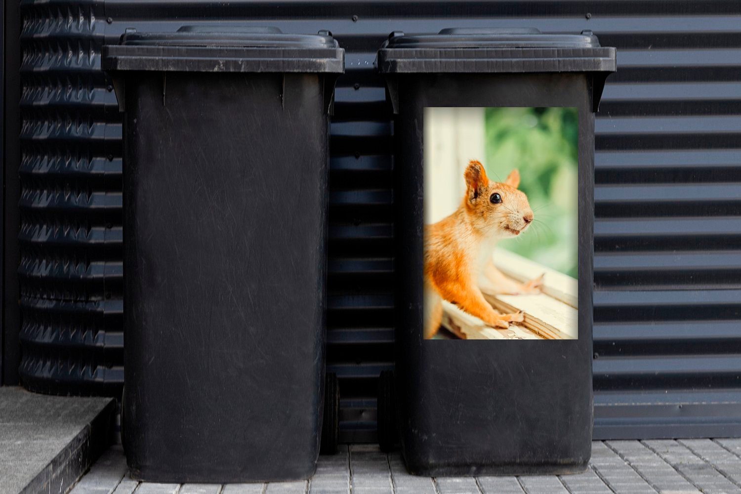 durchs Wandsticker Fenster Eichhörnchen Container, Mülltonne, (1 lächelnd MuchoWow Mülleimer-aufkleber, schaut Sticker, St), Abfalbehälter