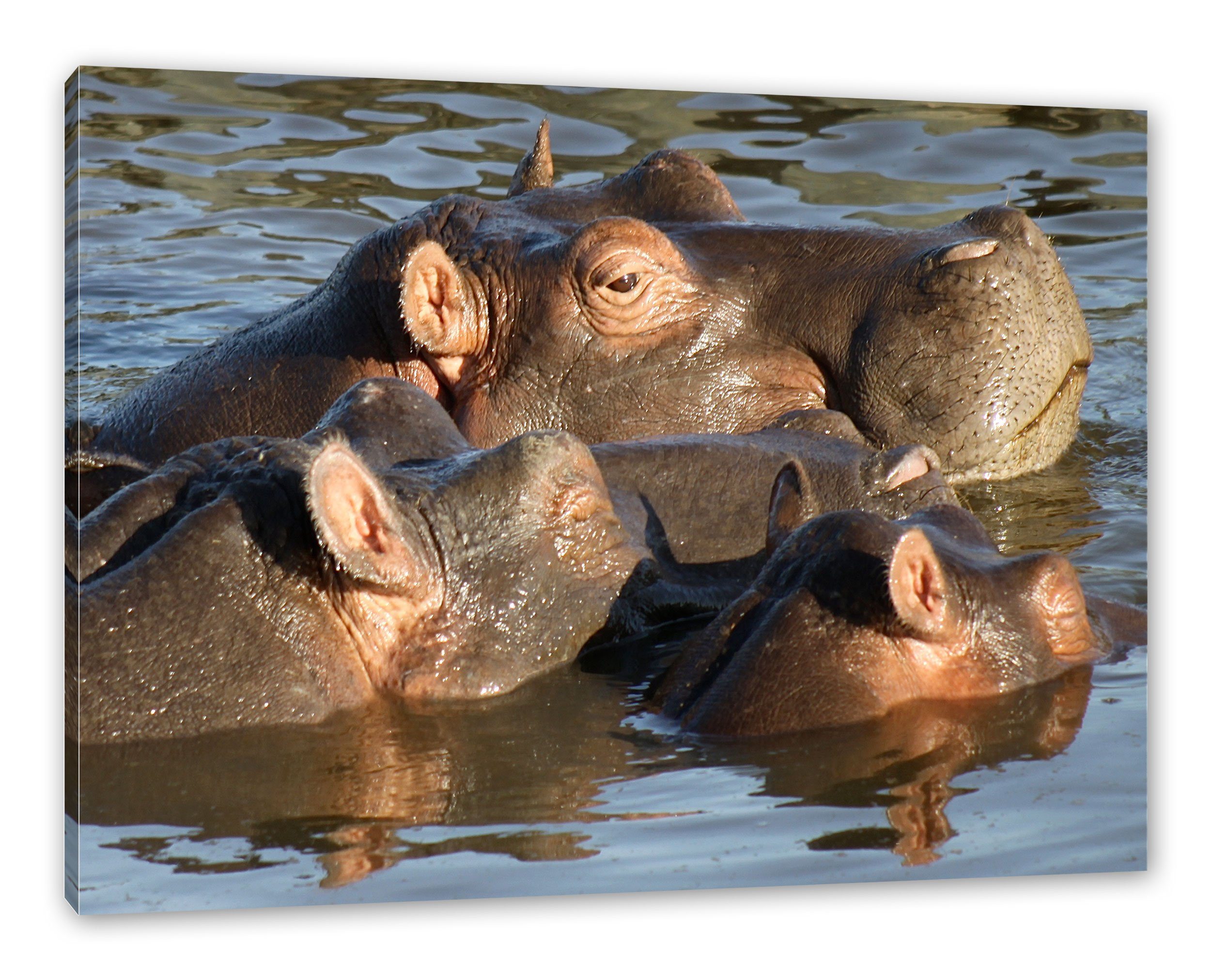 Pixxprint Leinwandbild schwimmende Flusspferdfamilie, schwimmende Flusspferdfamilie (1 St), Leinwandbild fertig bespannt, inkl. Zackenaufhänger