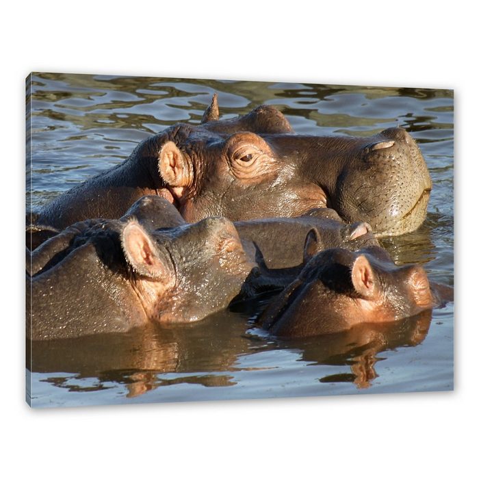 Pixxprint Leinwandbild schwimmende Flusspferdfamilie Wanddekoration (1 St) Leinwandbild fertig bespannt inkl. Zackenaufhänger