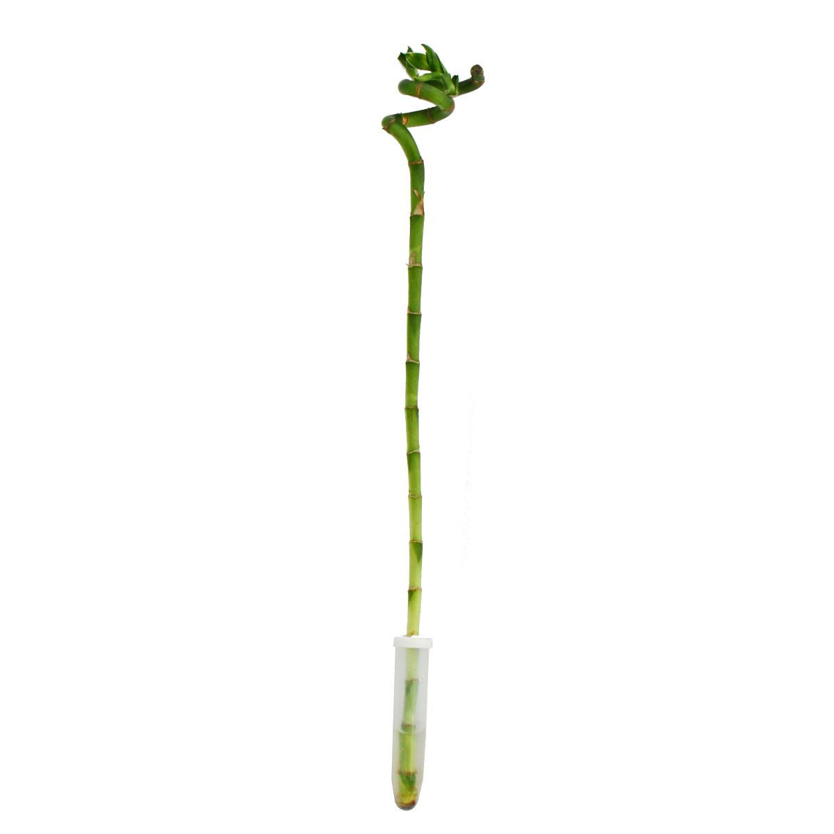 Exotenherz Zimmerpflanze Glücksbambus 'Lucky Bamboo' spiralförmig im Röhrchen ca. 40 cm hoch