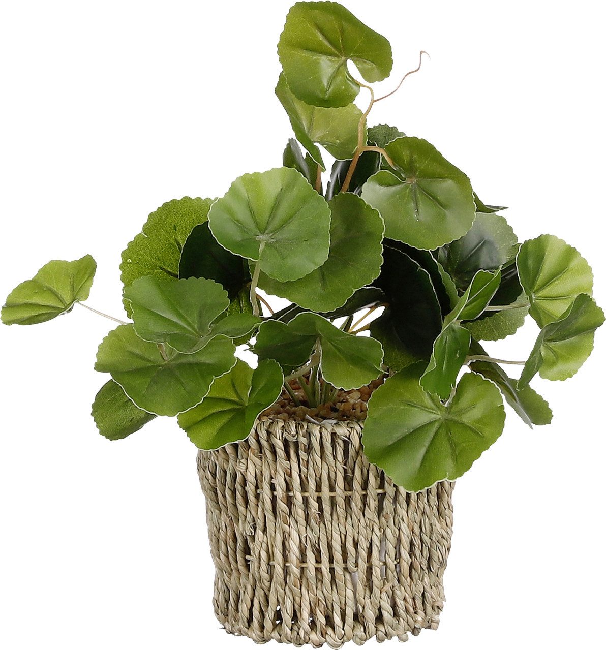 Kunstpflanze Mica Kunstpflanze Pilea im Korb grün 33 x 12 cm