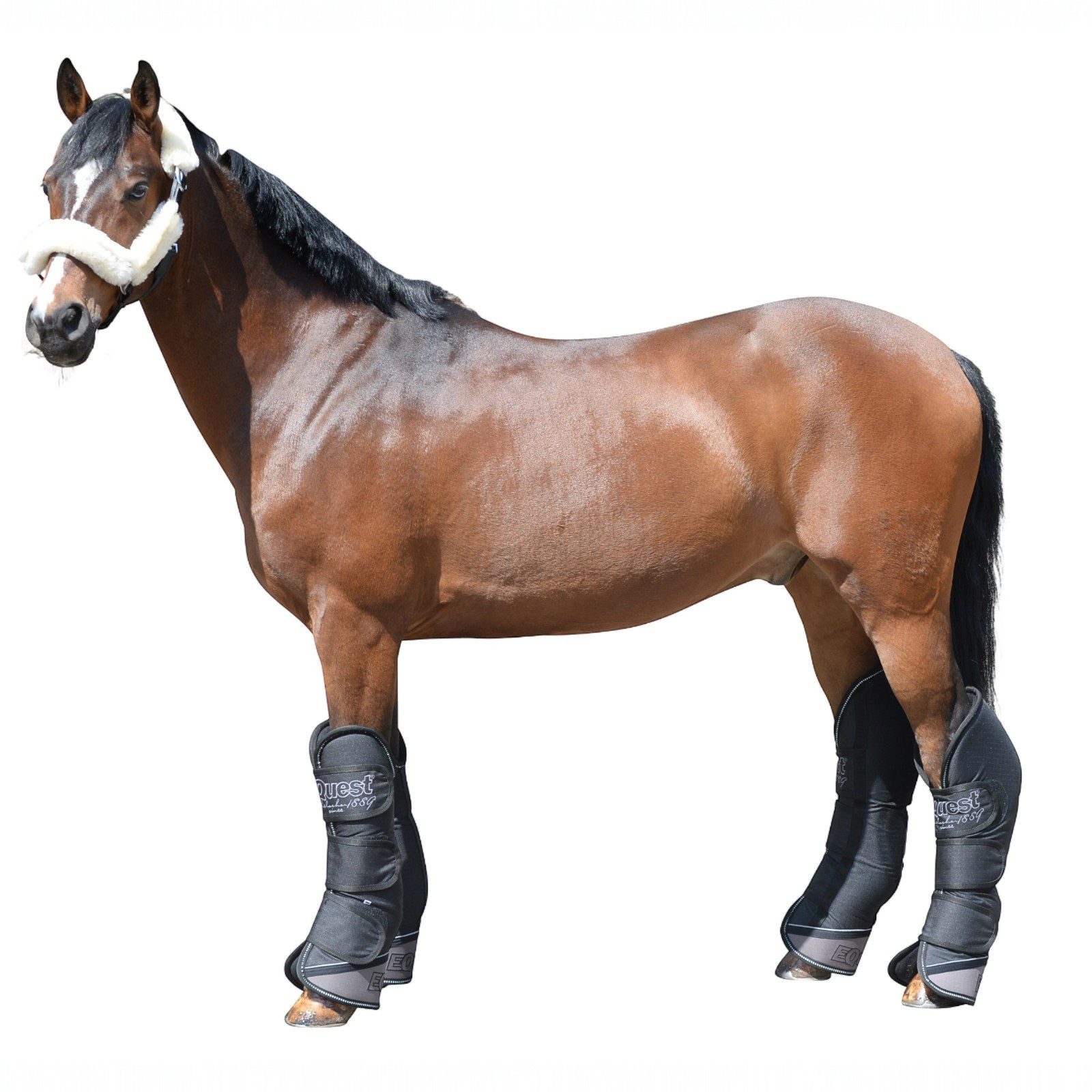EQuest Transportgamaschen Transportgamasche für Pferde, 4er Set, Schwarz, L Warmblut