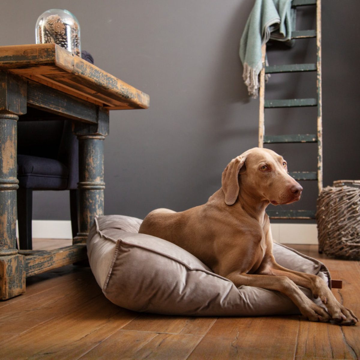 Designed By Lotte Tierkissen Hundekissen Nalino günstig online kaufen
