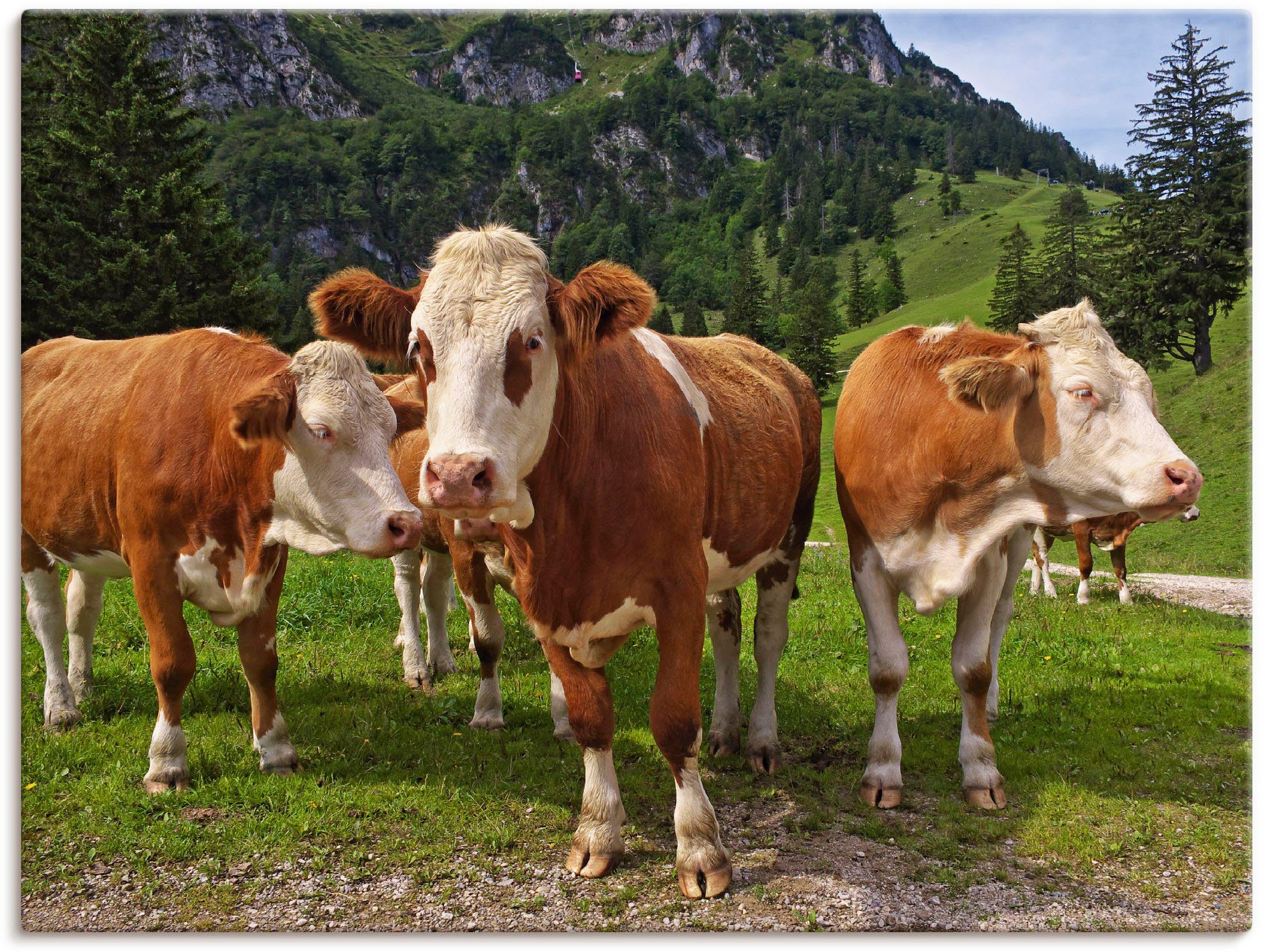 Artland Wandbild Bayerische Kühe, Haustiere (1 St), als Leinwandbild, Wandaufkleber oder Poster in versch. Größen