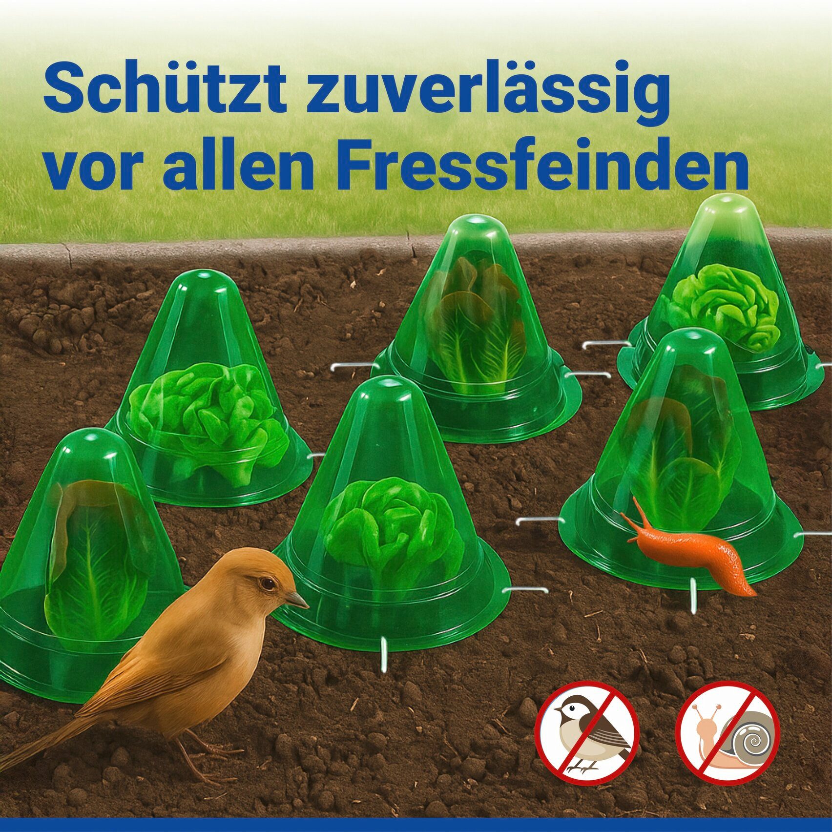Maximex Pflanzenschutzdach 6 Stück Pflanzenhut, schützt Setzlinge vor Witterung & Schädlingen, für Beet & Hochbeet – Bild 5 von 5