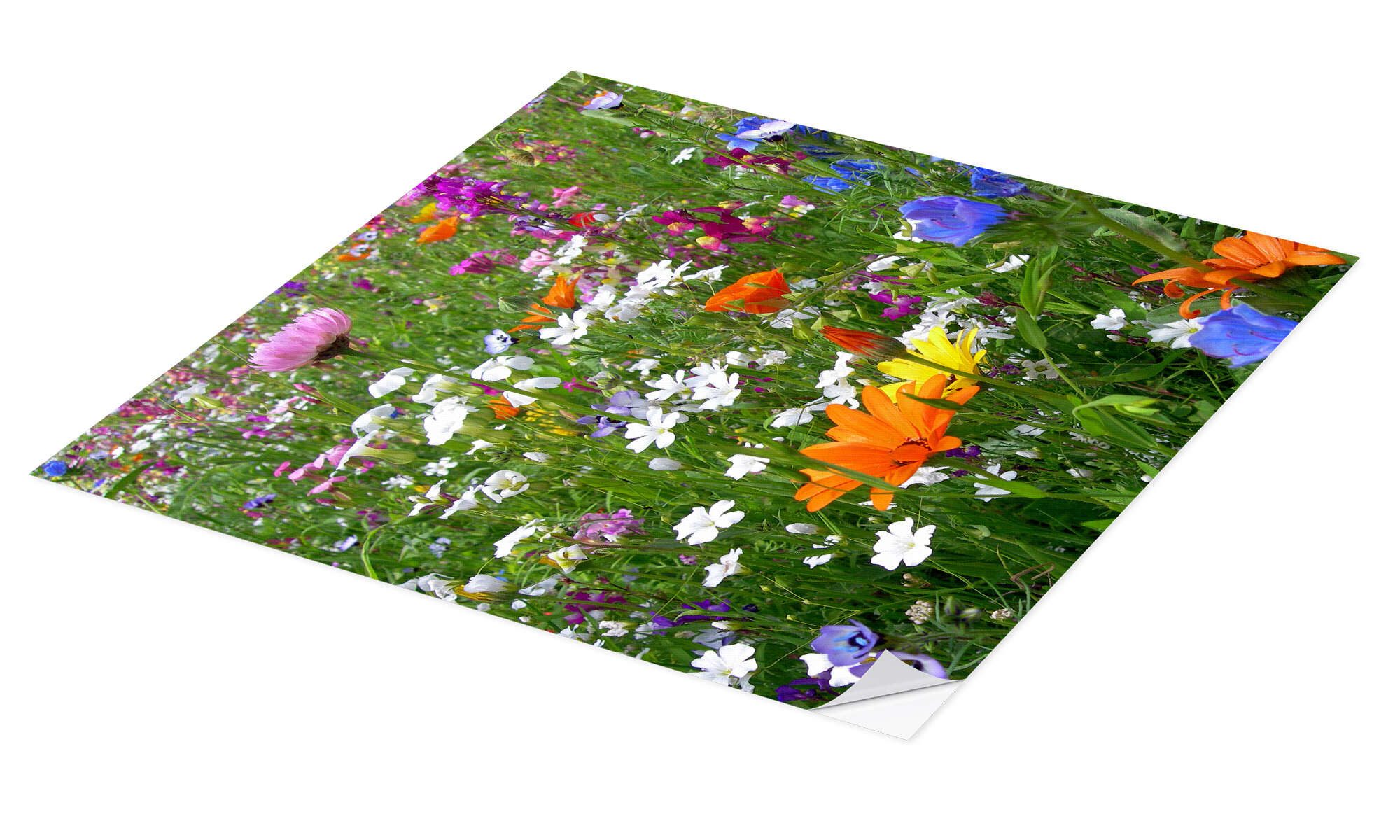 Posterlounge Wandfolie blackpool, Blumenwiese, Fotografie günstig online kaufen
