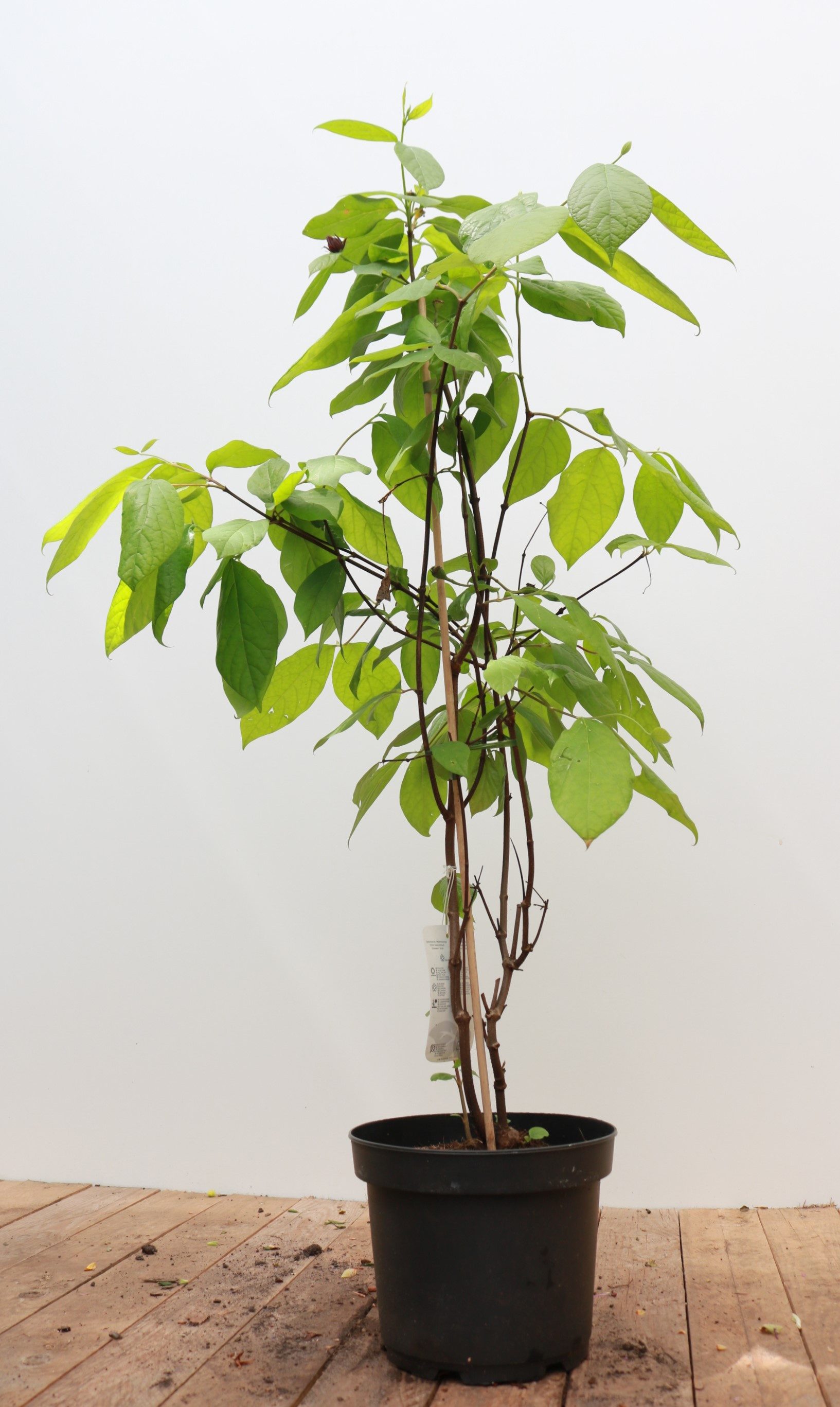 Pflanzen für Dich Gehölze Calycanthus floridus, 1 St., Gewürzstrauch, Carolina-Gewürzstrauch, Echter Gewürzstrauch