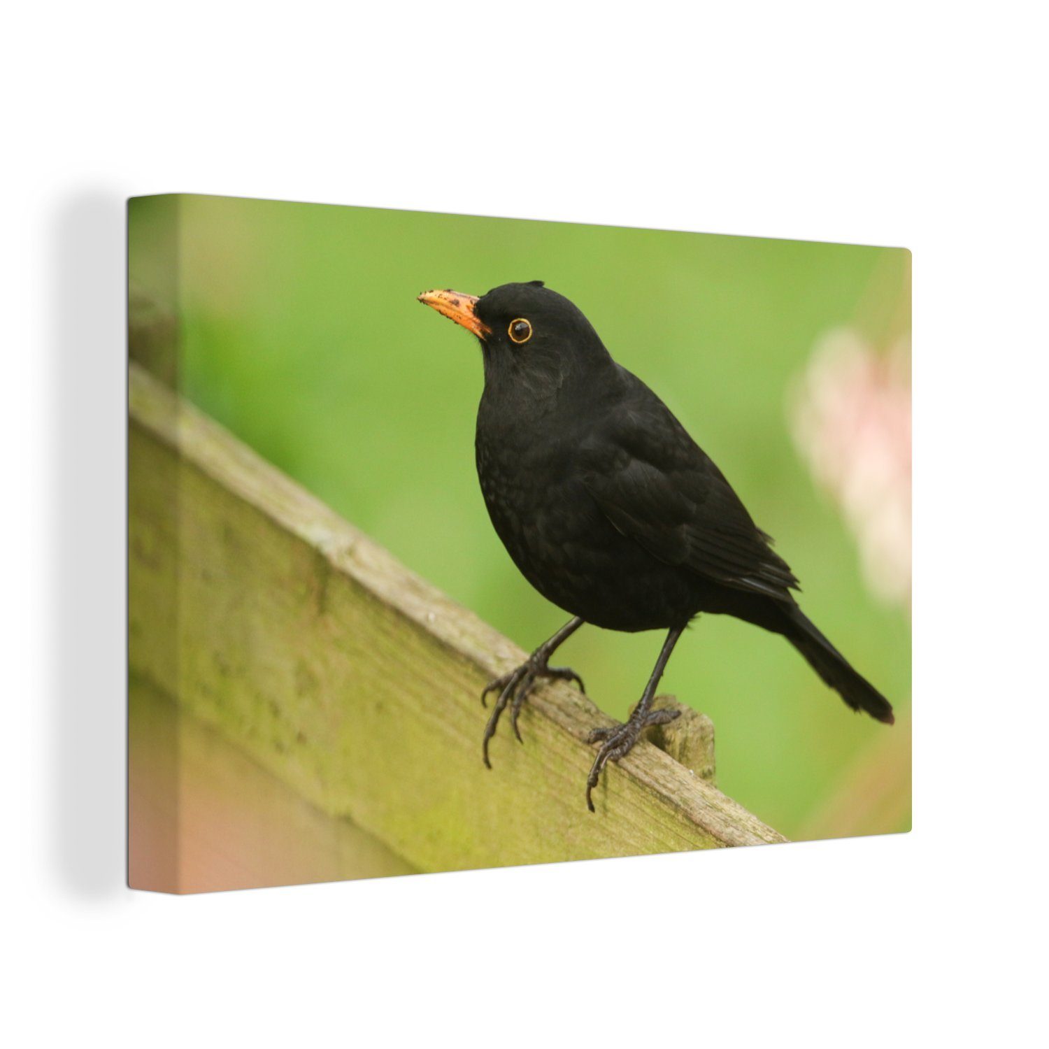 OneMillionCanvasses® Leinwandbild Amsel auf (1 grünen Wanddeko, Leinwandbilder, einem Holzzaun, Aufhängefertig, Wandbild 30x20 St), cm