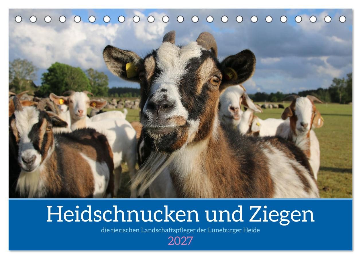 CALVENDO Wandkalender Heidschnucken und Ziegen die tierischen Landschaftspfleger der Lünebur