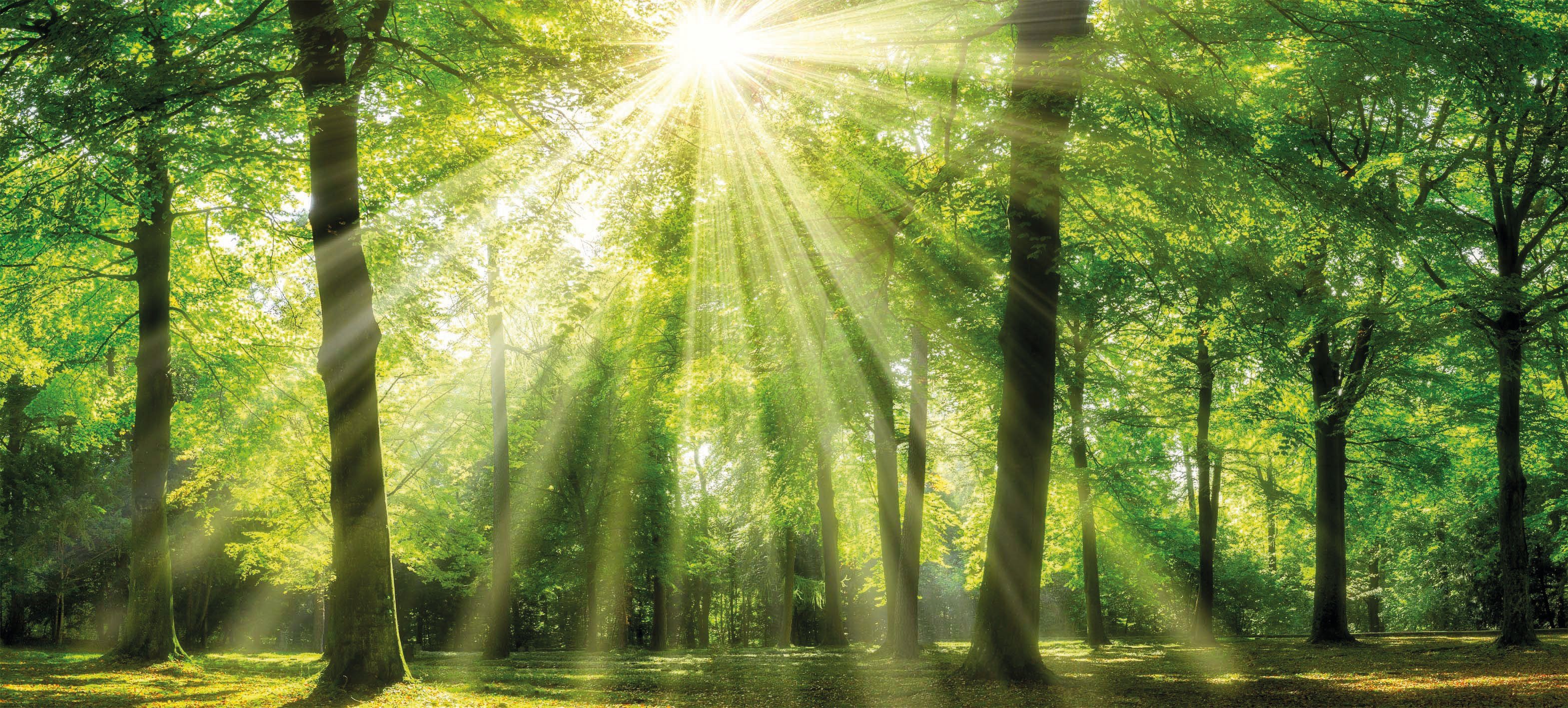 Bönninghoff Leinwandbild Sonnenstrahl, (1 St) günstig online kaufen