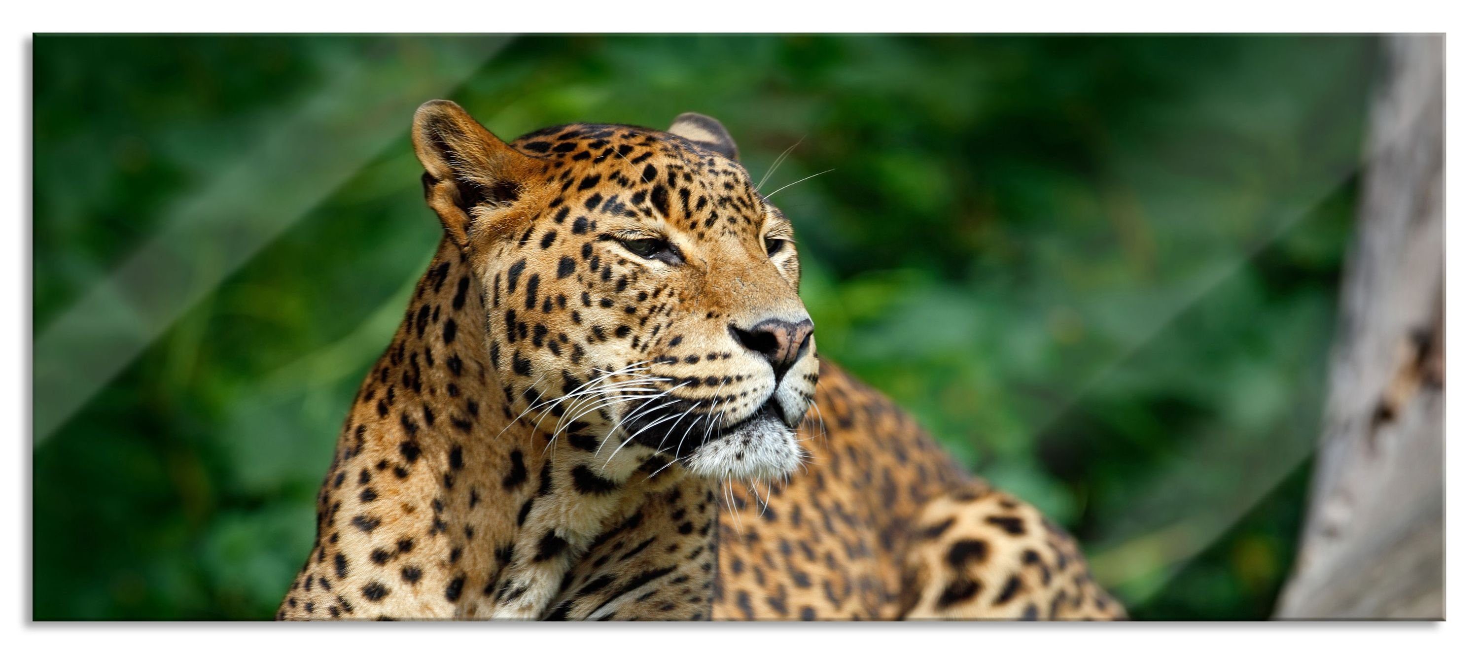 und Glasbild Leopard Pixxprint Glasbild der Abstandshalter St), Wunderschöner in Natur Aufhängungen Echtglas, in Leopard aus der inkl. Wunderschöner Natur, (1