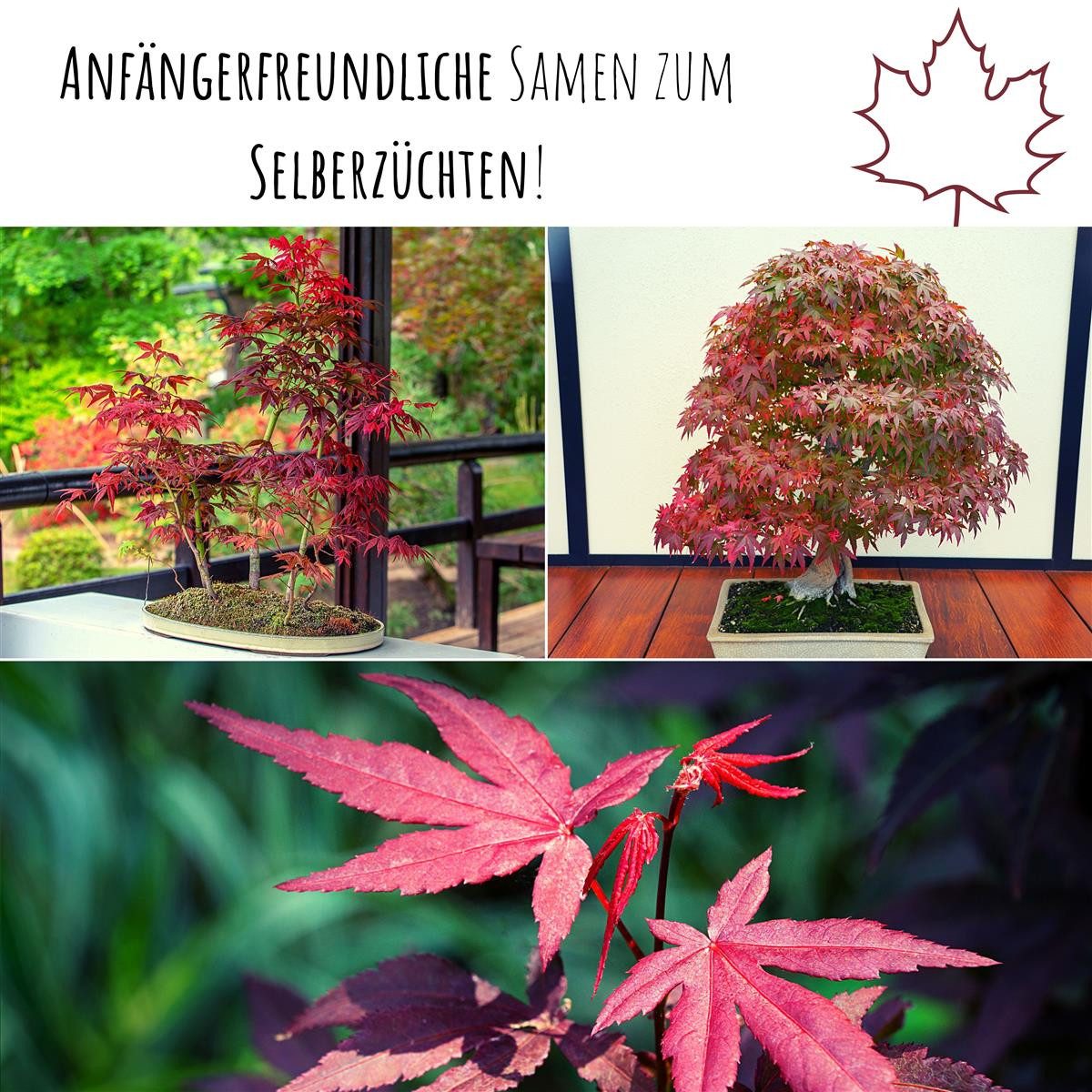 HappySeed Blumensamen Außergewöhnliche Bonsai Samen mit hoher Keimrate - Roter Fächerahorn, Bonsaifähig – Bild 4 von 5