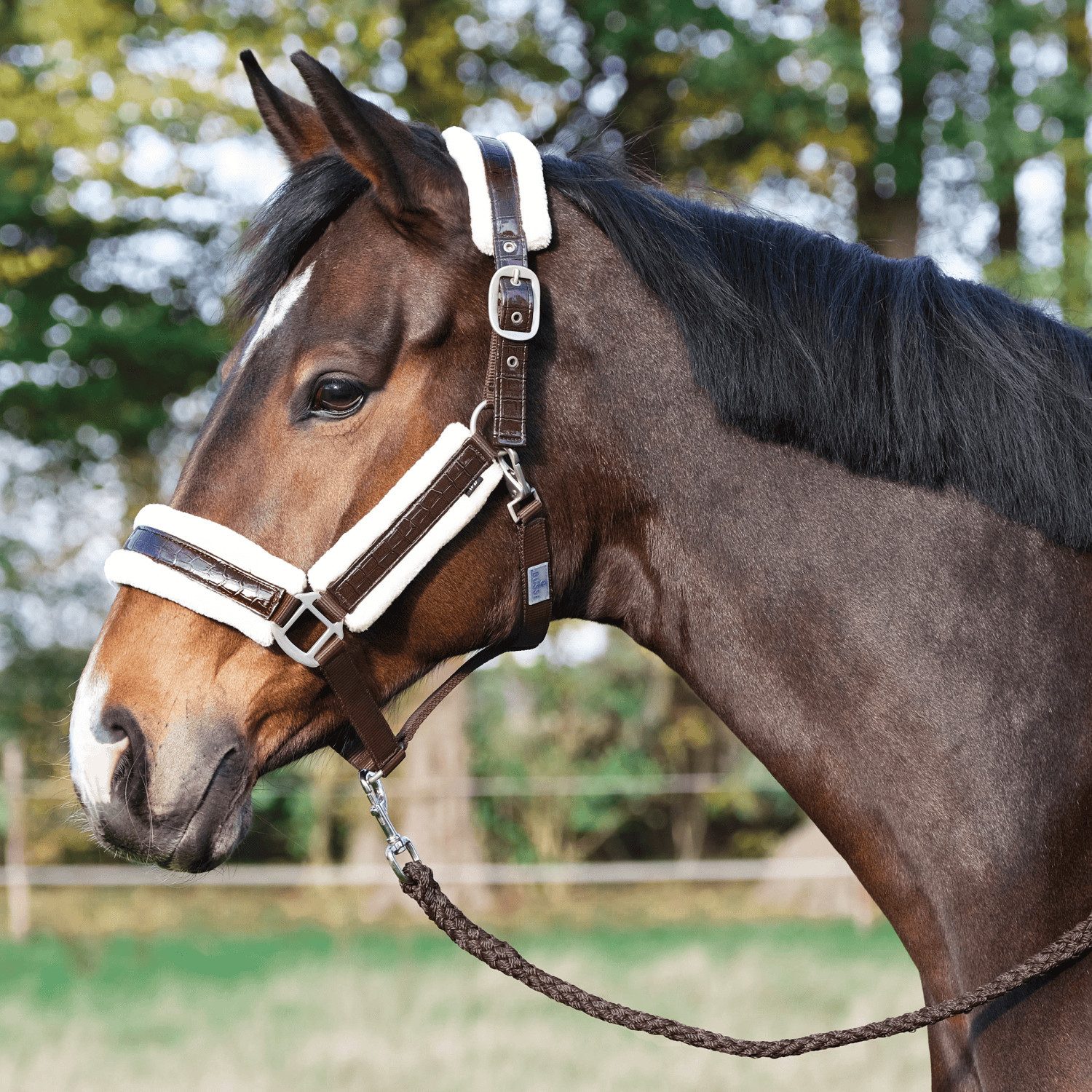 BUSSE Halfter Halfter Comfy Lack