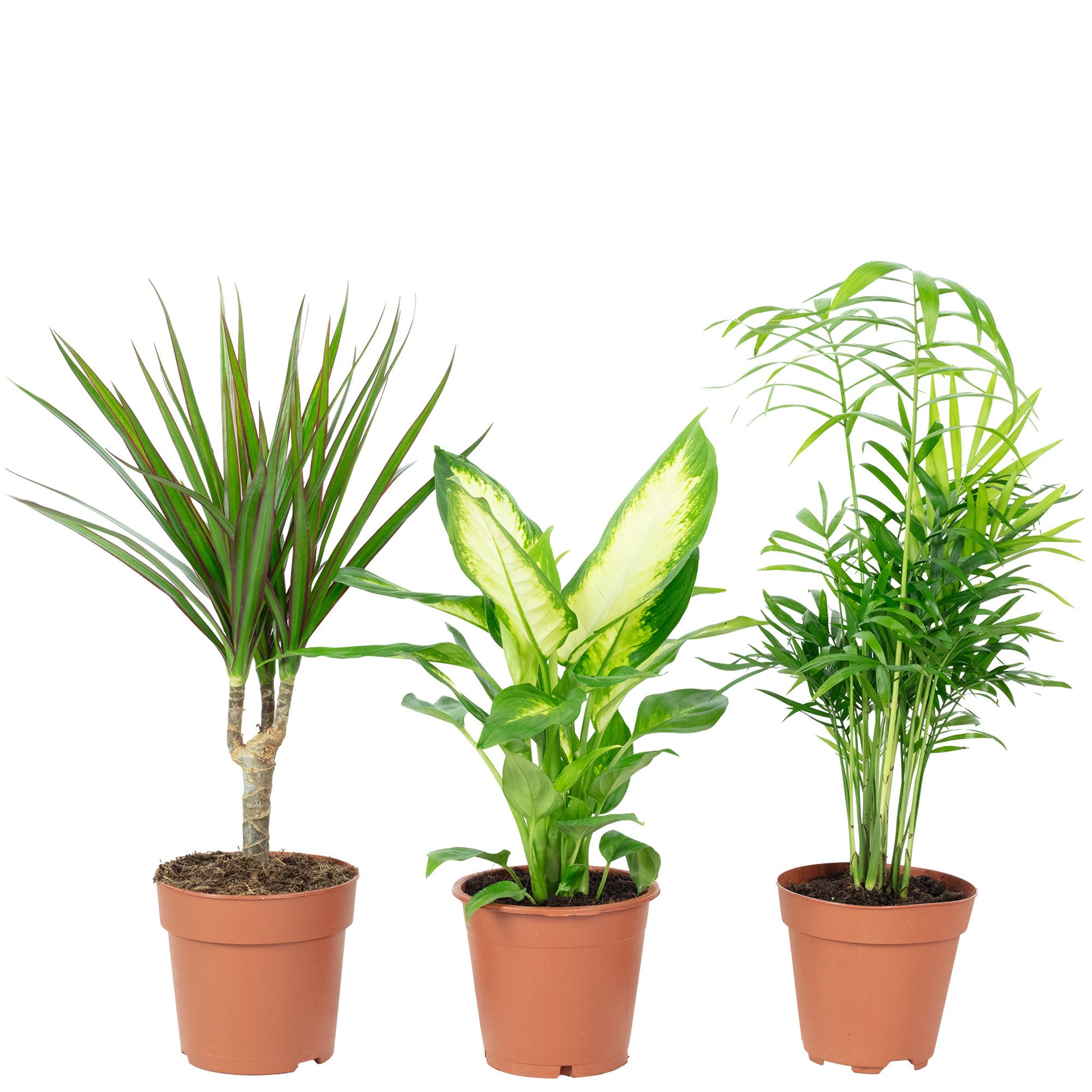 Flowerbox Zimmerpflanze Bergpalme, Dieffenbachie, Drachenbaum, 3er-Set, pflegeleicht - Topf-Ø 12 cm