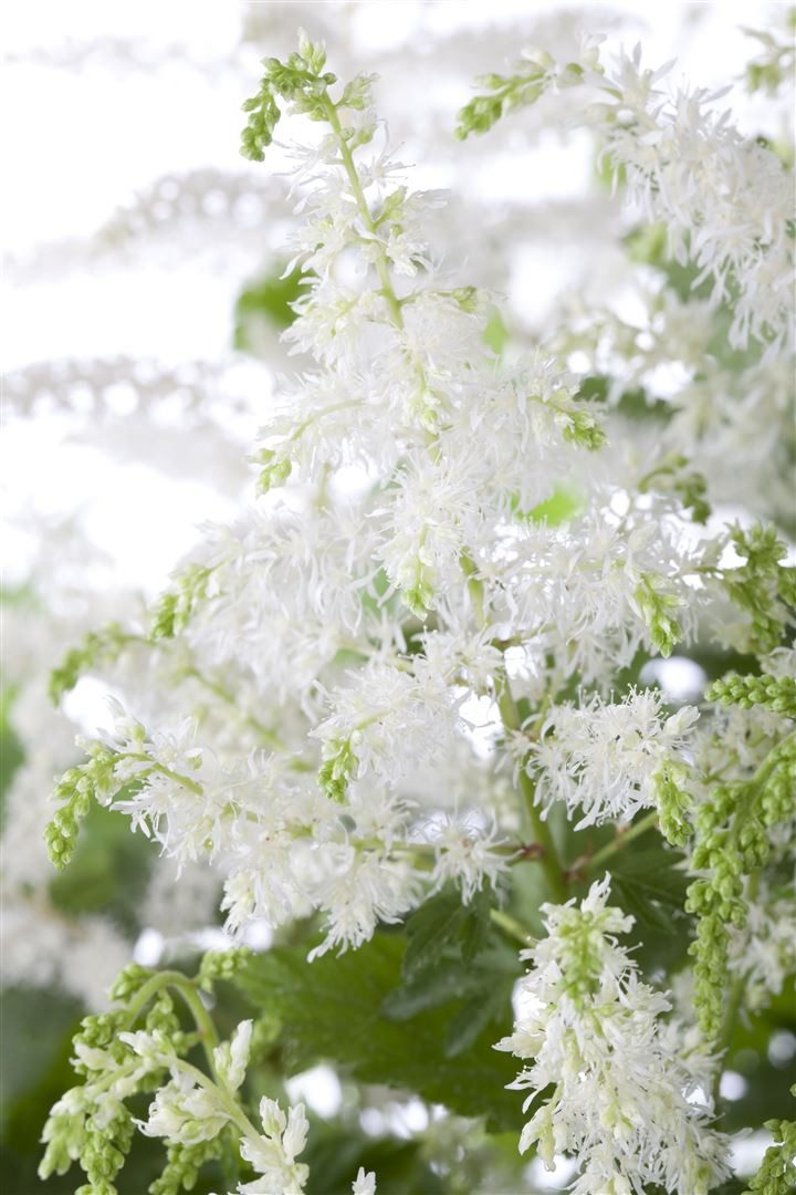 Pflanzen für Dich Staude Astilbe arend. Brautschleier, 1 St., Prachtspiere, Astilbe
