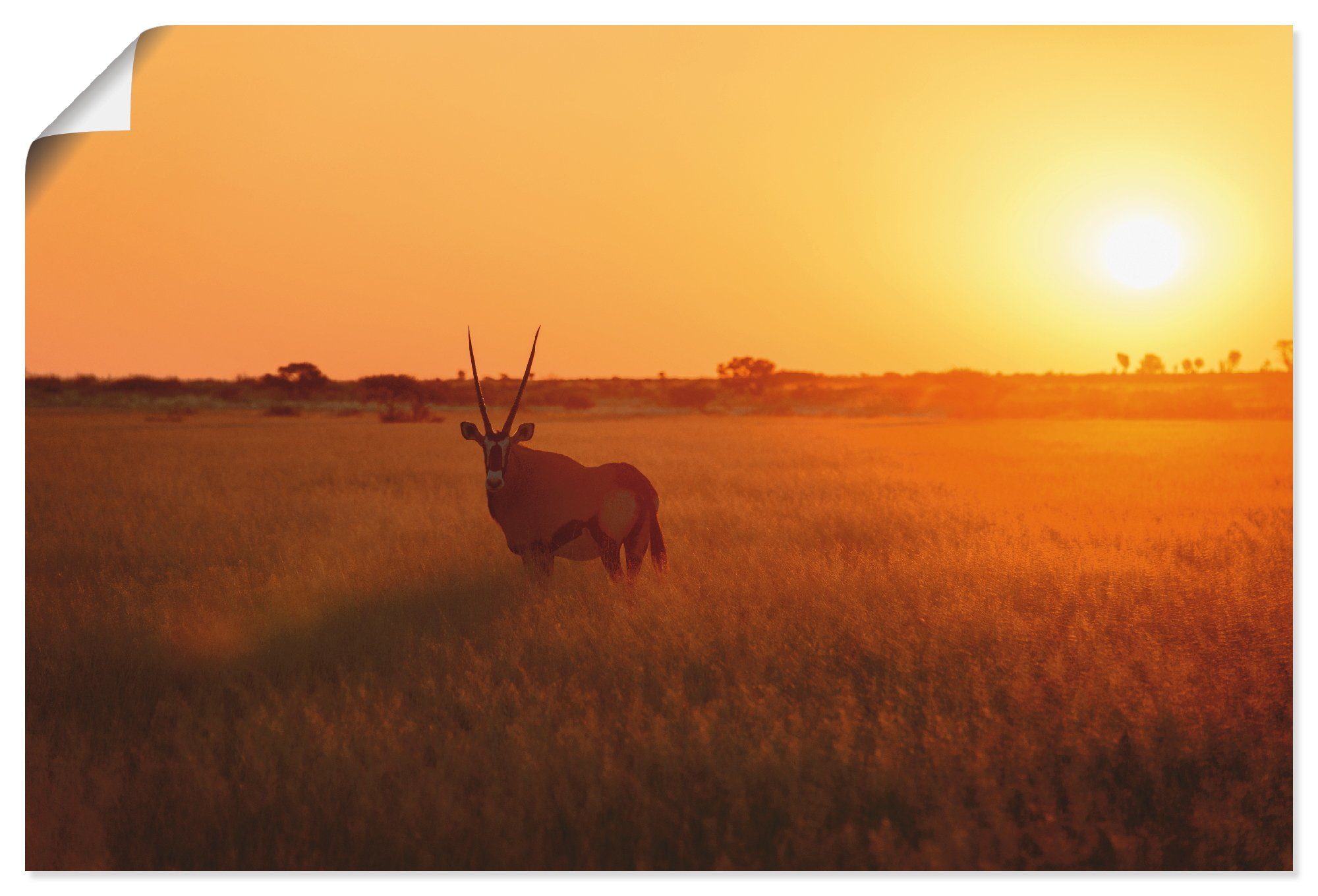 Artland Wandbild Oryxantilope im Sonnenaufgang, Wildtiere (1 St), als Alubild, Leinwandbild, Wandaufkleber oder Poster in versch. Größen