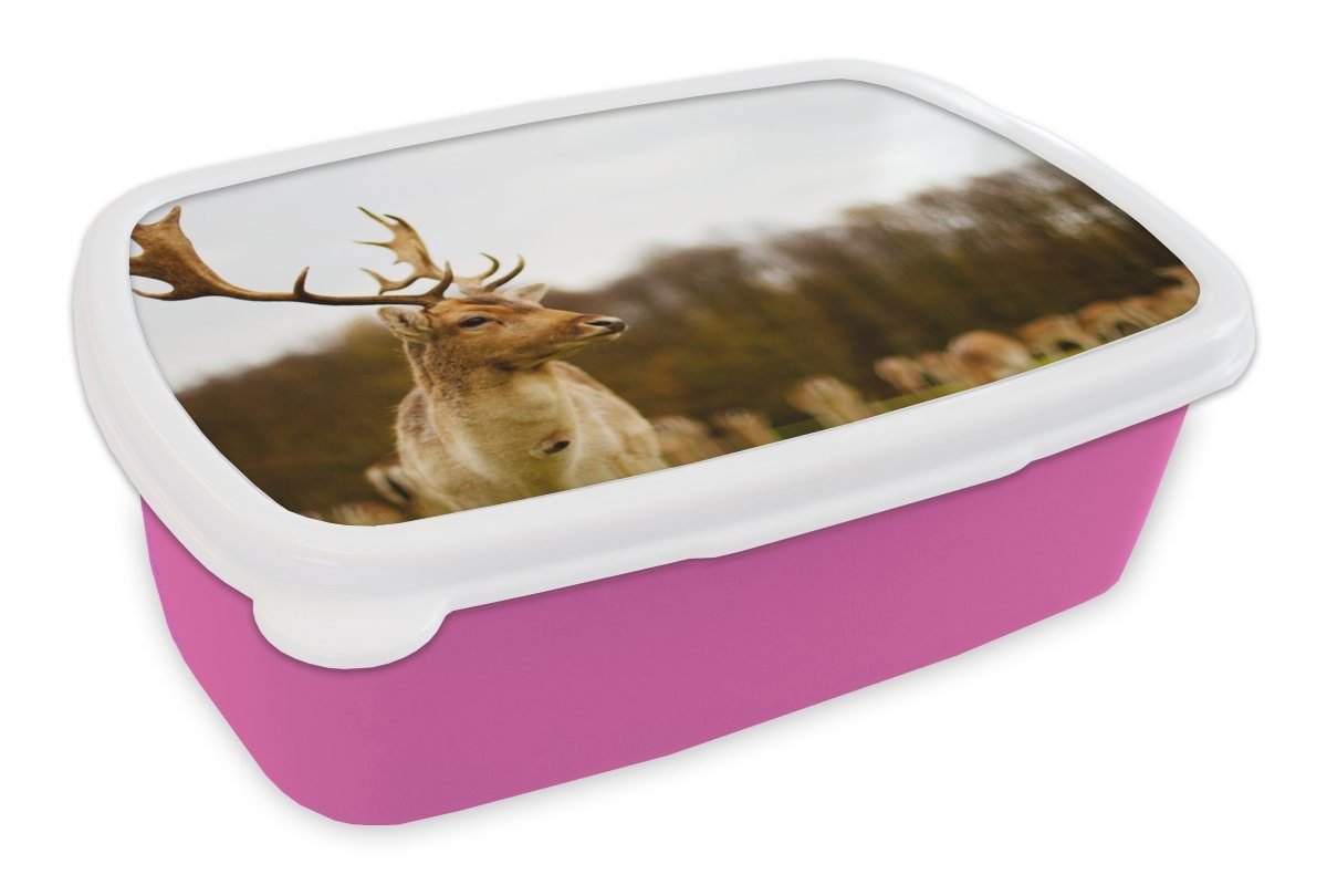 Tiere Brotbox Damhirsch - Mädchen, - Natur, (2-tlg), Wald Brotdose - Lunchbox Kinder, Kunststoff Snackbox, Kunststoff, Herde für Erwachsene, - MuchoWow rosa