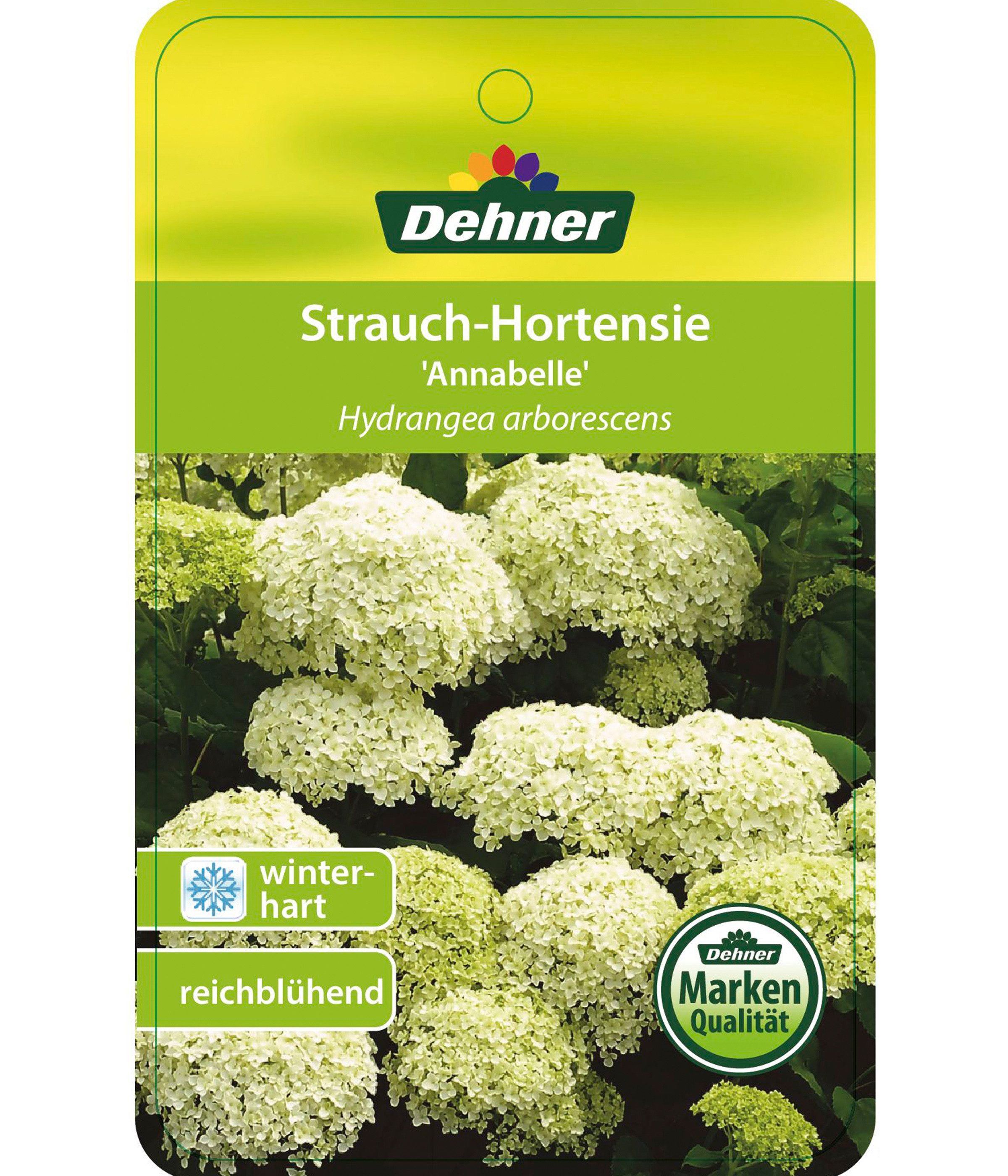 Dehner Zierstrauch Schneeball-Hortensie Strong Annabelle®, ca. 40 - 50 cm, creme-weiße Blütenbälle, lange Blütezeit – Bild 4 von 5