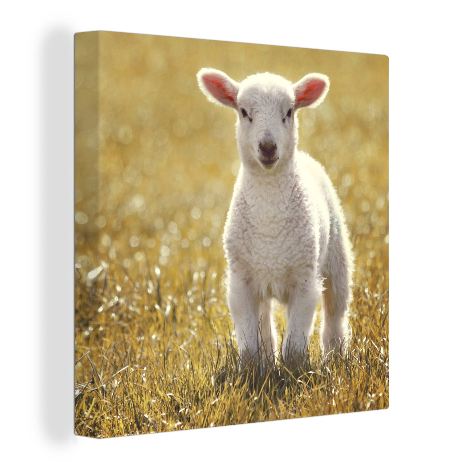 OneMillionCanvasses® Leinwandbild Schafe - Gras - Sonne, (1 St), Leinwand Bilder für Wohnzimmer Schlafzimmer