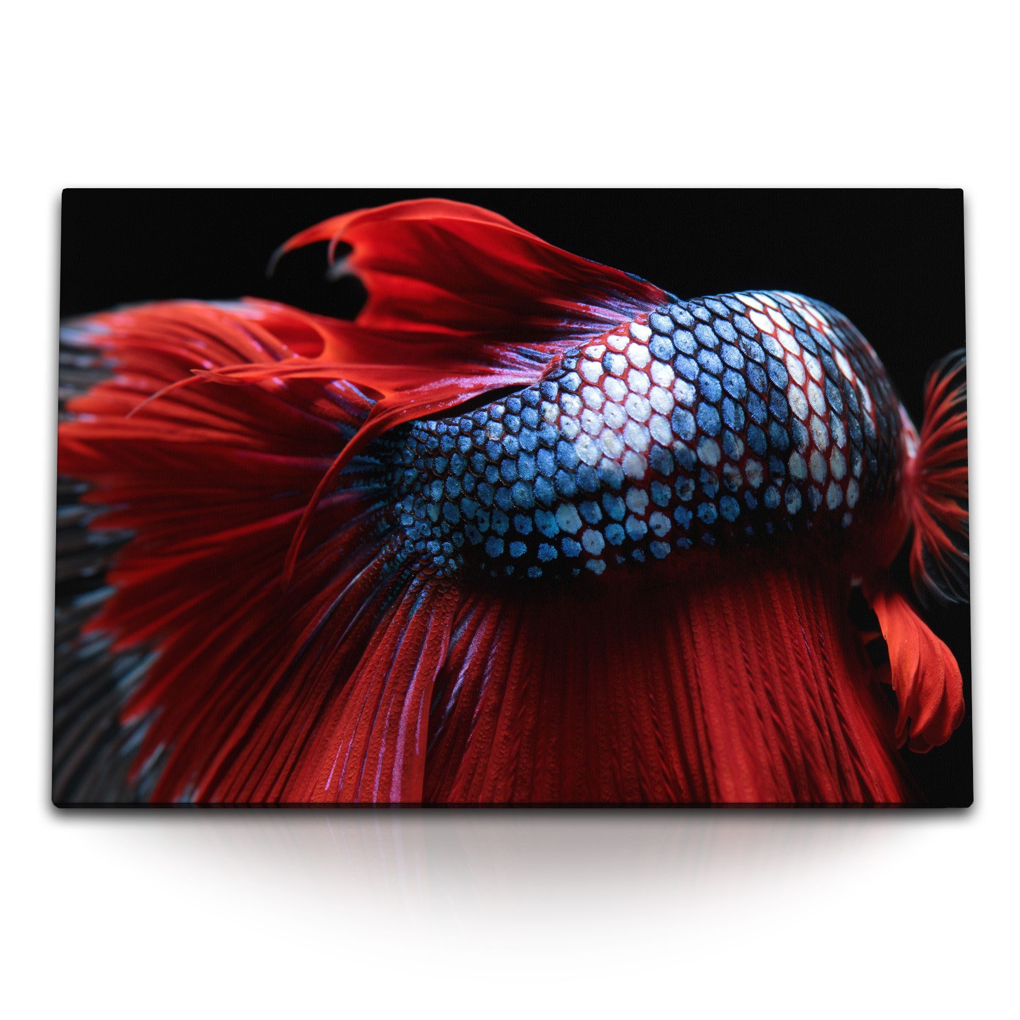 Leinwandbild 120x80cm Wandbild auf Leinwand Makrofotografie Kampffisch Aquarienfisc