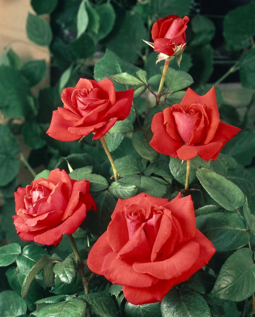 Pflanzen für Dich Rose Rosa Christoph Columbus
