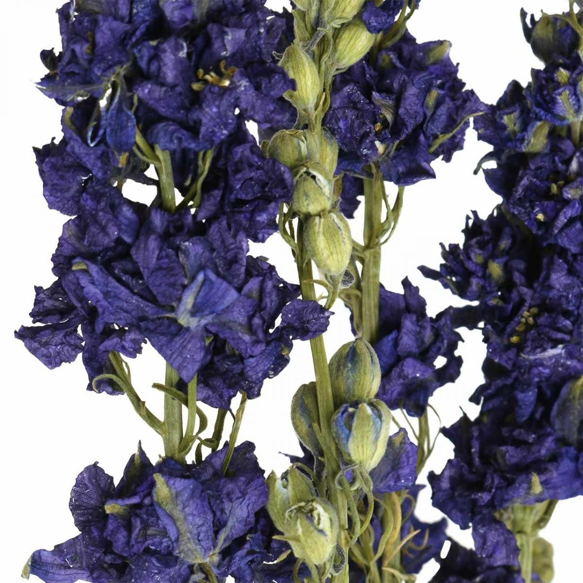 Trockenblume Getrocknetes Delphinium Blau - Trockenblumen Rittersporn, 64cm, DIJK, Höhe 64 cm
