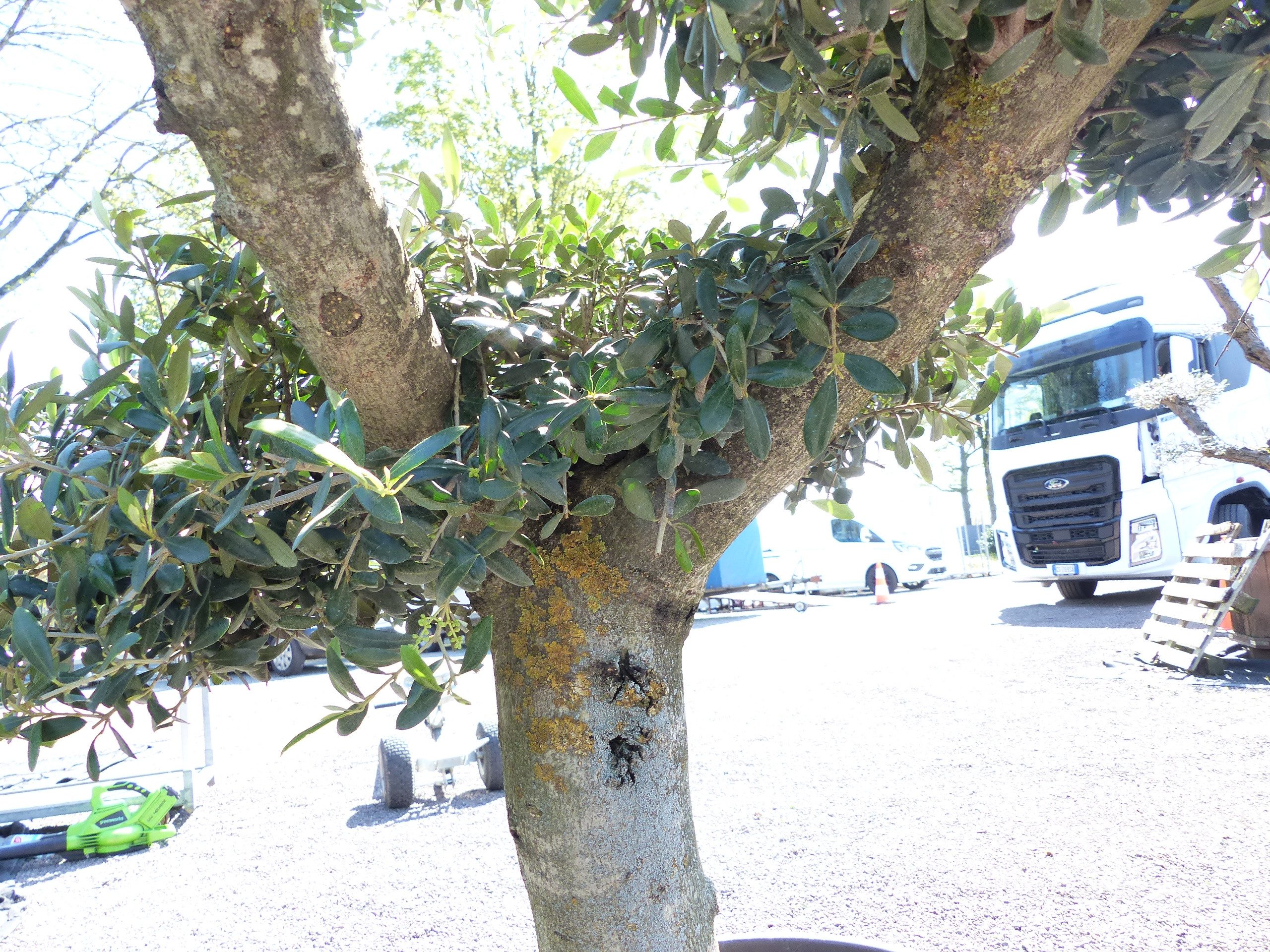 gruenwaren jakubik Olivenbaum Olivenbaum 4 Pon Pon Bonsai Formgehölz Gartenbonsai Olea europaea